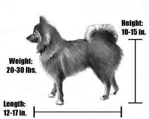 A full grown adult pomsky is approximately 10 to 15 inches tall