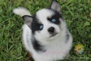 SZ Pomskies 2016 Pomsky of the year submission (2)